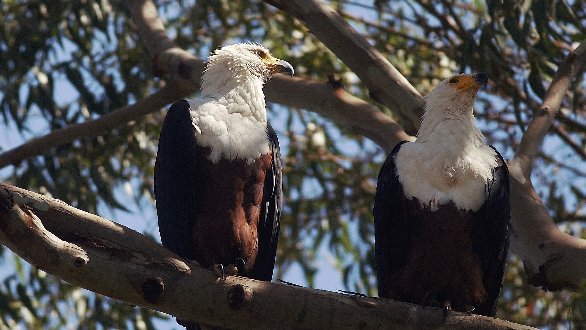 African Fish-Eagle